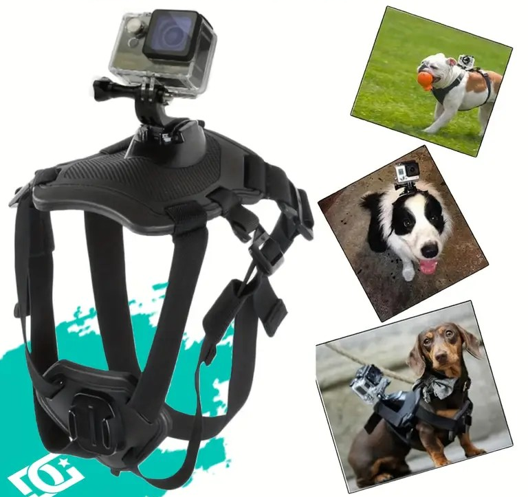PAXX Action Harness