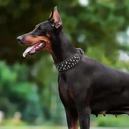 PAXX Spiked PU Leather Dog Collar 5cm